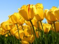 /album/%c5%9f%c9%99kill%c9%99r/tulips-jpg/